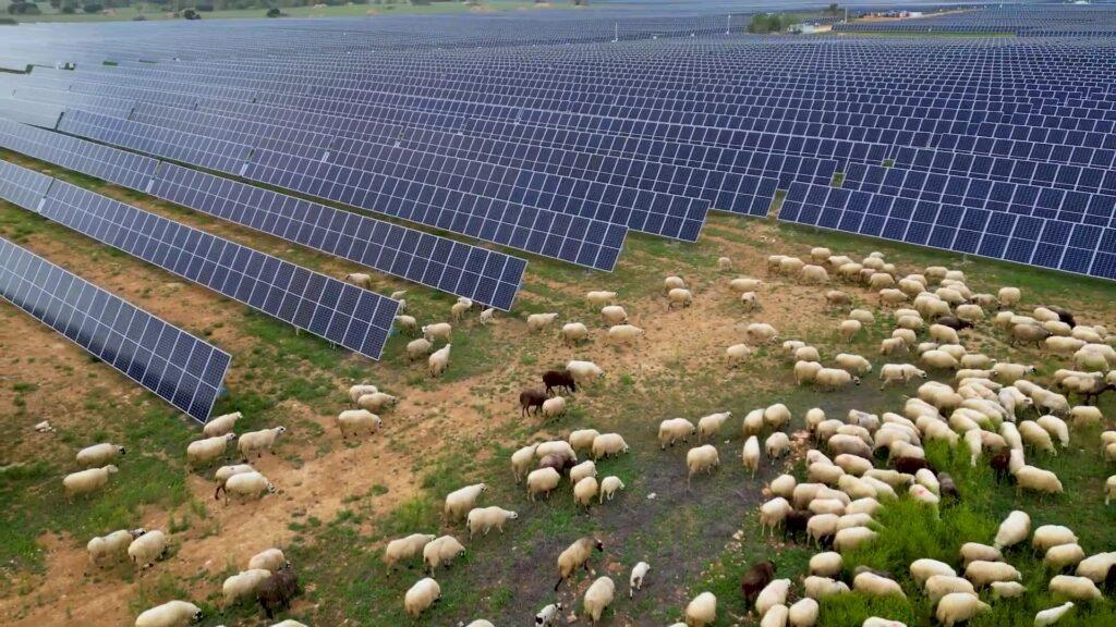agrivoltaics solar steel